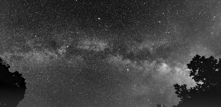 Overarching by Brenda Petrella Photography LLC art print