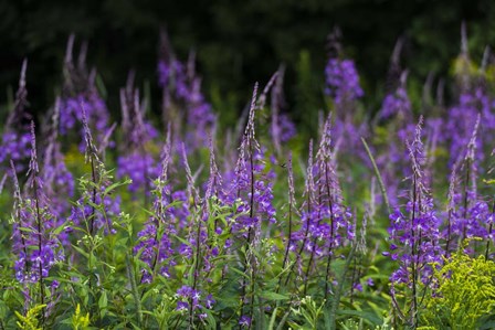 Purple Pollen by Brenda Petrella Photography LLC art print