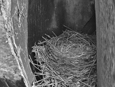 Robin's Nest by Brenda Petrella Photography LLC art print