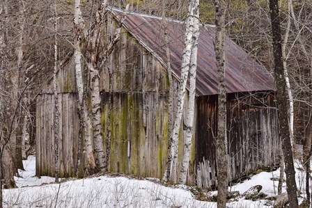 Sharon Barn by Brenda Petrella Photography LLC art print