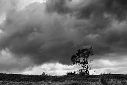 Tree Sillouette by Brenda Petrella Photography LLC art print