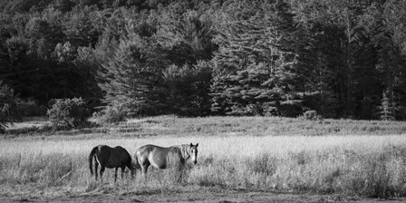 Two Horses by Brenda Petrella Photography LLC art print