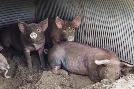 Wilbur And Company by Brenda Petrella Photography LLC art print