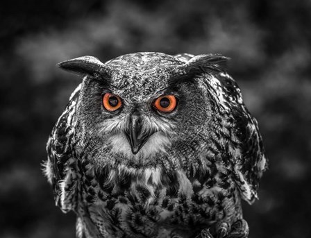 Red Eyed Owl - Black &amp; White by Duncan art print
