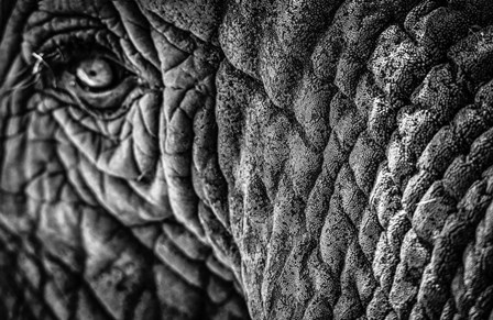Elephant Close Up - Black &amp; White by Duncan art print