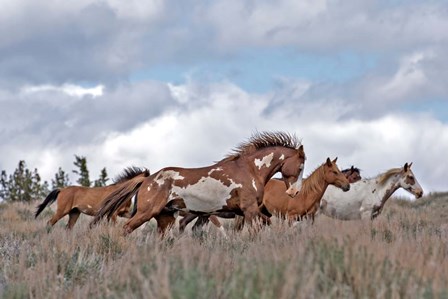 South Steens Mustangs by Larry McFerrin art print