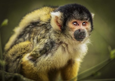 Cute Monkey III by Duncan art print