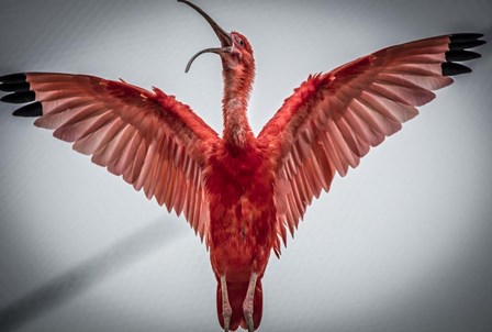 Red Bird VI by Duncan art print