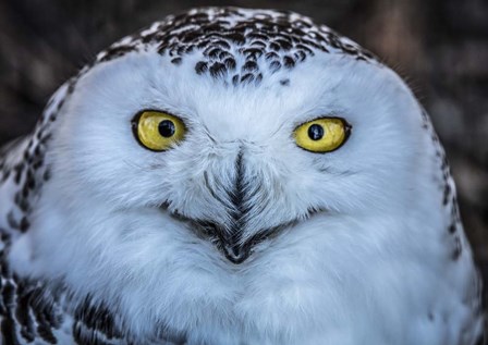 Evil Owl by Duncan art print