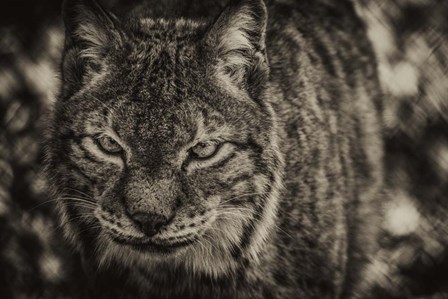 Lynx Front Sepia by Duncan art print