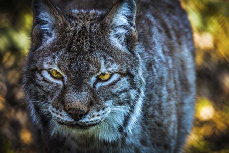 Lynx Front by Duncan art print