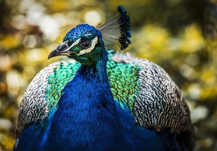 Peacock III by Duncan art print