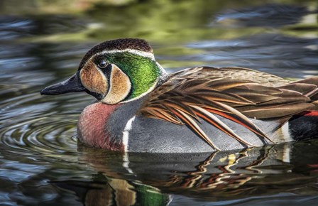 Colorfull Duck by Duncan art print
