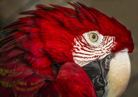 Ara Parrot Close Up by Duncan art print