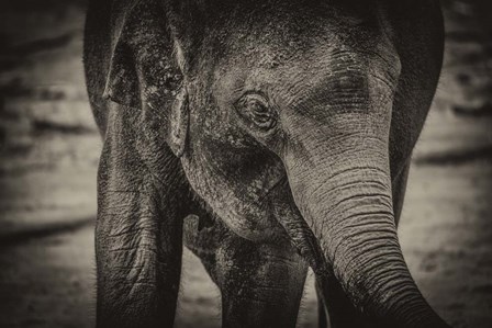 Young Elephant sepia by Duncan art print