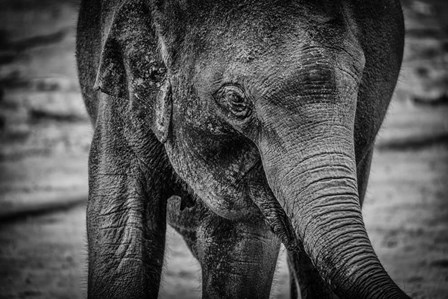 Young Elephant Black &amp; White by Duncan art print