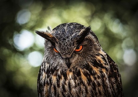 Evil Owl III by Duncan art print