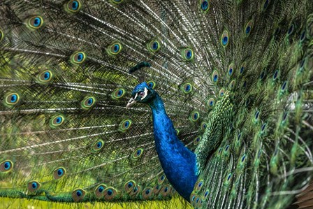 Peacock Showing Off by Duncan art print