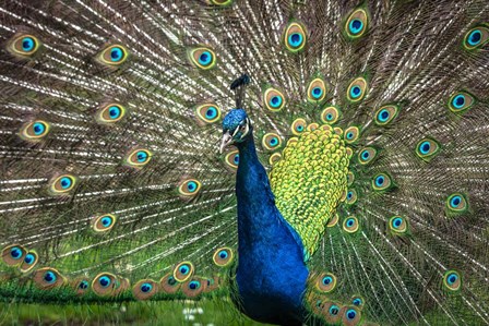 Peacock Showing Off II by Duncan art print
