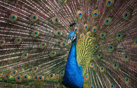 Peacock Showing Off III by Duncan art print