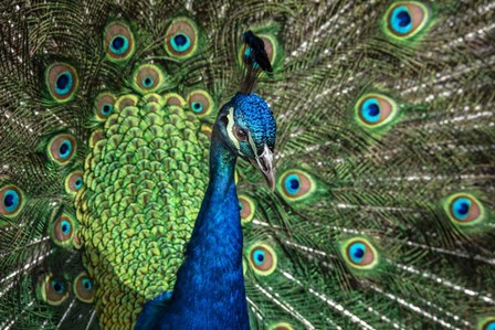 Peacock Showing Off Close Up III by Duncan art print