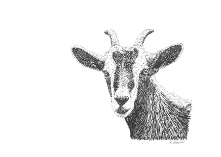 Goat by Let Your Art Soar art print