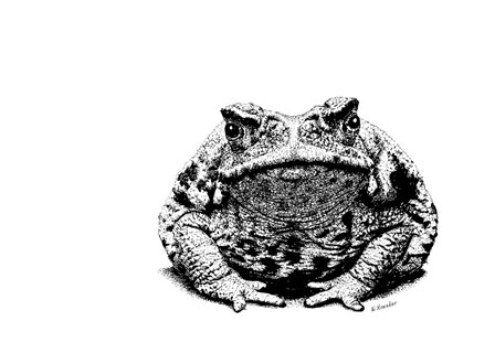 Toad by Let Your Art Soar art print