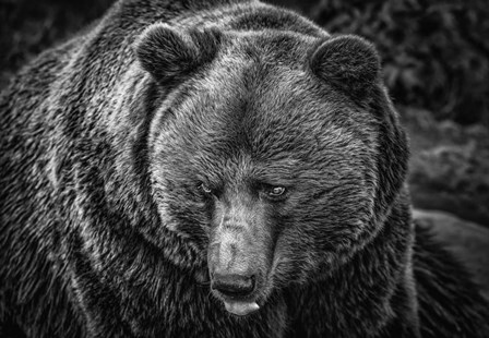 The Grizzly Black &amp; White by Duncan art print