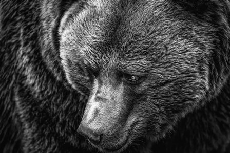 The Grizzly Close Up Black &amp; White by Duncan art print