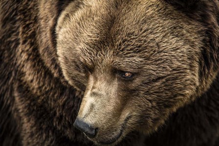 The Grizzly Close Up by Duncan art print