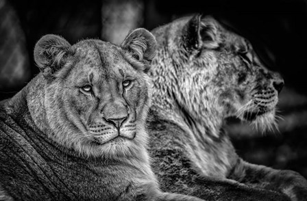 Two Female Lions Black &amp; White by Duncan art print