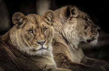 Two Female Lions by Duncan art print