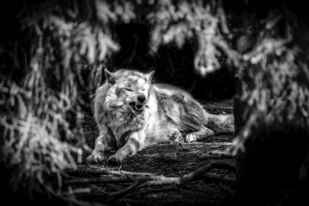 The Howling Wolf Black &amp; White by Duncan art print