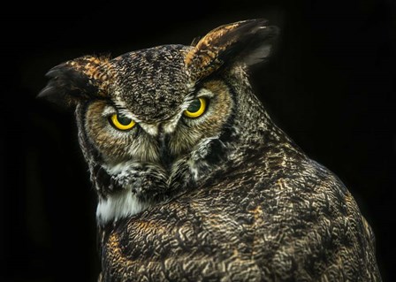 Yellow Eyed Owl by Duncan art print