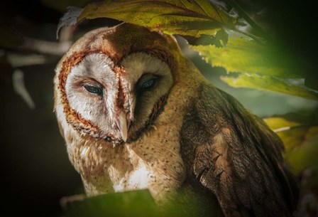 Tawny Owl by Duncan art print