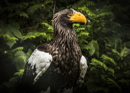 Steller Eagle IV by Duncan art print