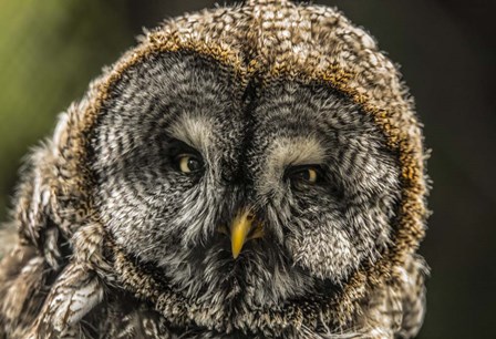 Lapland Owl by Duncan art print