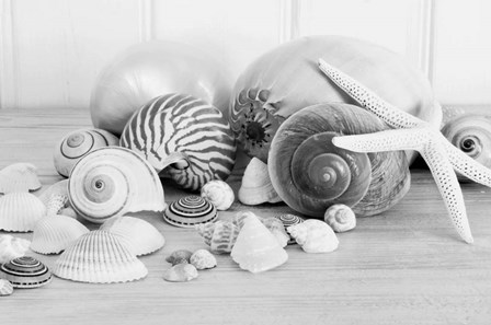 Collection of Shells BW by Tom Quartermaine art print