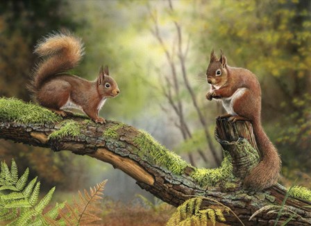 Red Squirrels by Nigel Artingstall art print