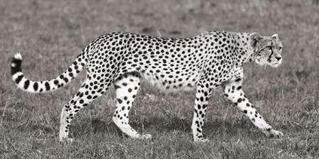 Cheetah Hunting, Masai Mara by Pangea Images art print
