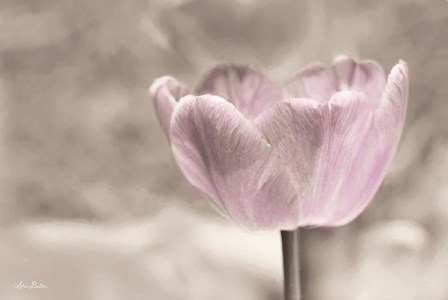 Violet Tulip by Lori Deiter art print