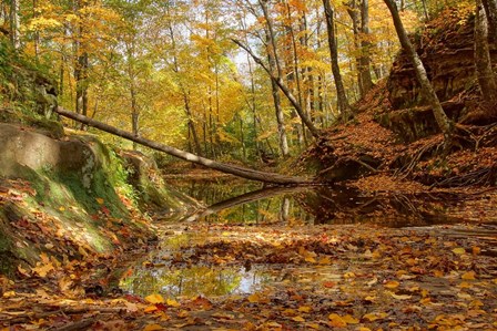 Fallen Tree by Leda Robertson art print