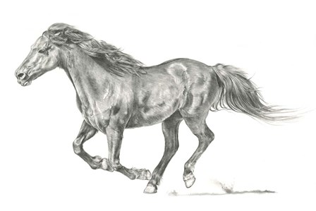 Wild Horse Portrait I by Jennifer Parker art print