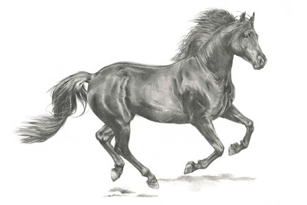 Wild Horse Portrait II by Jennifer Parker art print