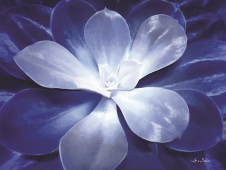Blue Succulent II by Lori Deiter art print