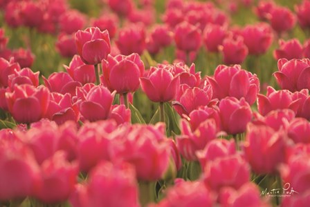 Pretty Pink Tulips by Martin Podt art print