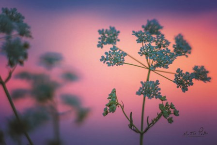 Cow Parsley by Martin Podt art print