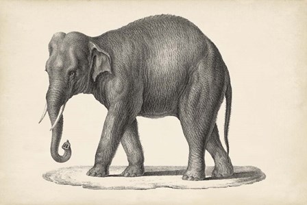 Elephant by Karl Brodtmann art print