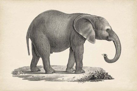 Young Elephant by Karl Brodtmann art print