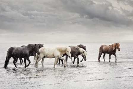 Water Horses IV by PHBurchett art print
